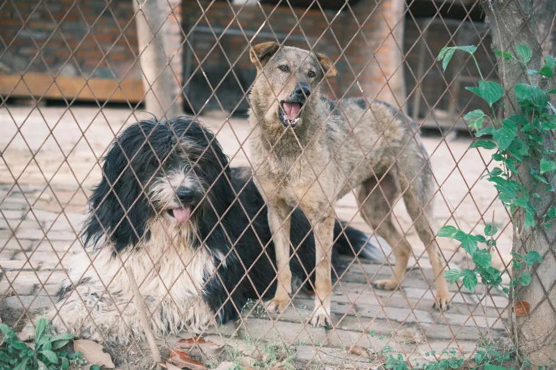 Portekiz'de Sokak Hayvanları ve Hayvan Hakları: Barınaklar, Sahiplenme ve Pratik Bilgiler